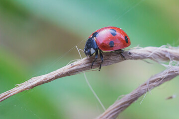 common ladybug on an old twisted thread side view