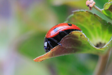 ladybug on a green leaf close up side view