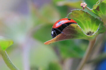  ladybug on a green leaf side view on a blurred background
