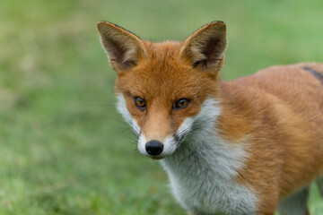 Red fox, Vulpes vulpes