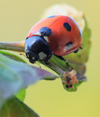  ladybug on an autumn leaf head down macro