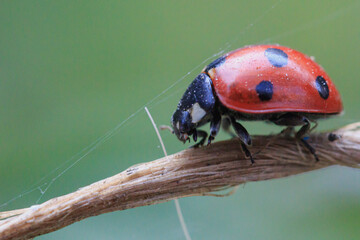  ladybug on an old twisted thread macro side view on a green background