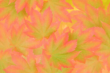 Autumn background from bright colorful autumn green pink maple leaves close up