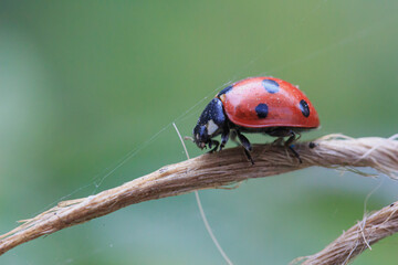  ladybug on old twisted thread side view on green background