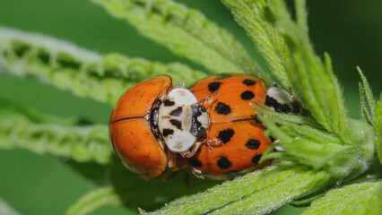 mating of two ladybugs on a green leaf macro