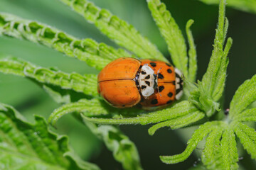 mating of two ladybugs on a green leaf