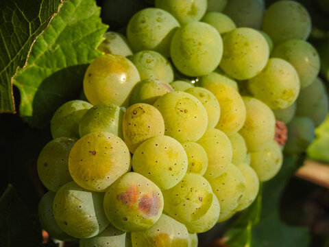 White grape variety bunch with green ripen berries