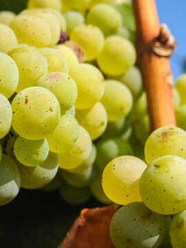 White grape variety with green round ripen berries