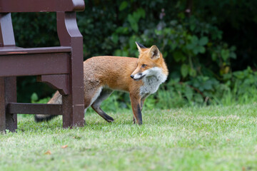 Red fox, Vulpes vulpes
