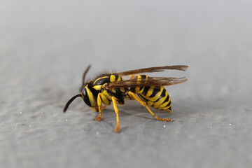 wasp on ground macro close up 
