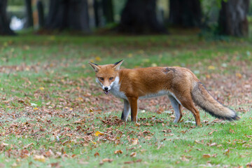 Red fox, Vulpes vulpes
