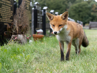 Red fox, Vulpes vulpes