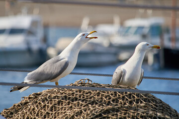 Seagulls in the harbor, stops at a fisherman's net.