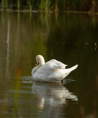 one isolated white swan in small pond cleaning itself fluffing its white feathers with orange beak wild swan or large white bird in calm waters reflection in water in daytime romantic scene horizontal