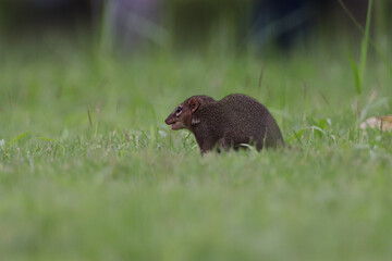 black tailed dog