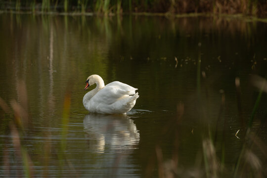 one isolated white swan in small pond cleaning itself fluffing its white feathers with orange beak wild swan or large white bird in calm waters reflection in water in daytime romantic scene horizontal