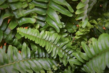 Close up of Nephrolepis exaltata houseplant, commonly known as a Boston fern. The image shows...