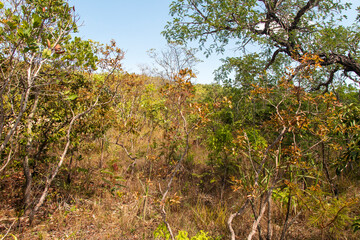 Caminho para as cachoeiras da Chapada dos veadeiros