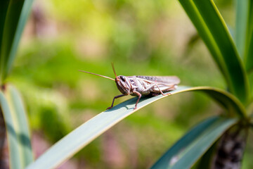 Foto de gafanhoto na natureza