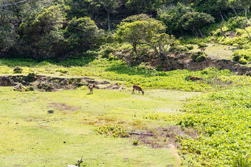 野崎島　鹿　野生