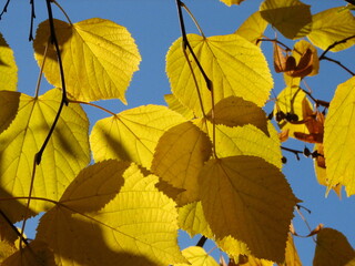 autumn leaves on blue sky background 