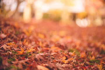 京都の秋の紅葉 鮮やかな赤い紅葉の絨毯