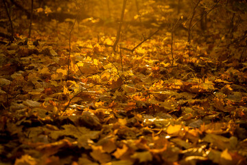 Jesienna ściółka lasu pełna złotych liści, złota polska jesień, liście 