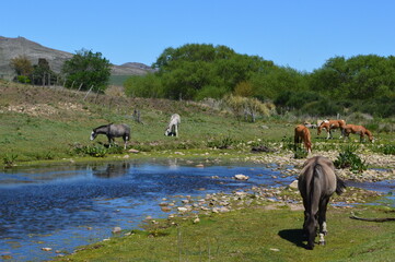 caballos en el rio entre las sierras 