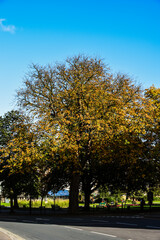 Leaves on a tree changing to Autumn colours