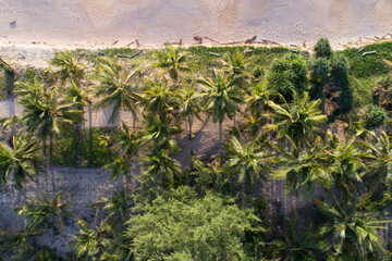 Aerial view top view of Coconut palm trees on the beautiful Karon beach Phuket Thailand Amazing sea beach sand tourist travel destination in the andaman sea Beautiful phuket island in sunset time