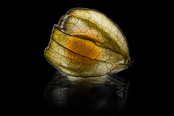 physalis in front of black background