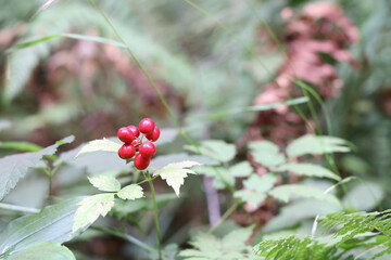 red berries in the forest