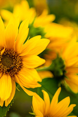 Closeup of bee on sunflower