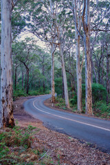 Australian Native Rainforest Background