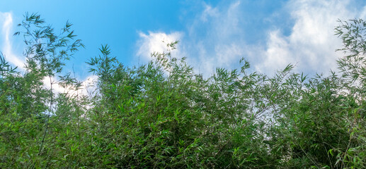 Bamboo leaves against a clear sky in a jungle on Koh Chang island in Thailand