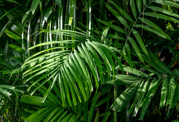 Obraz na płótnie Canvas Close-up view of palm leaves in the jungle in Thailand