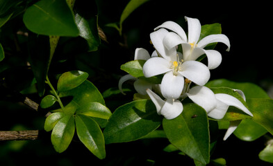 Obraz na płótnie Canvas White jasmine blooms in a garden in Thailand