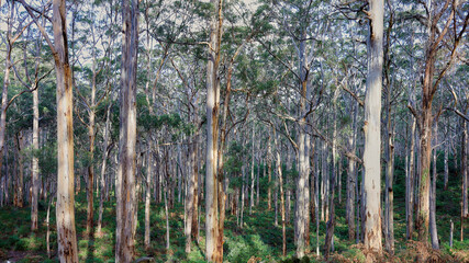 Australian Native Rainforest Background