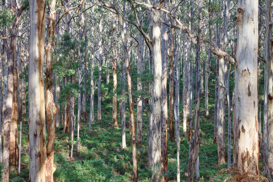 Australian Native Rainforest Background
