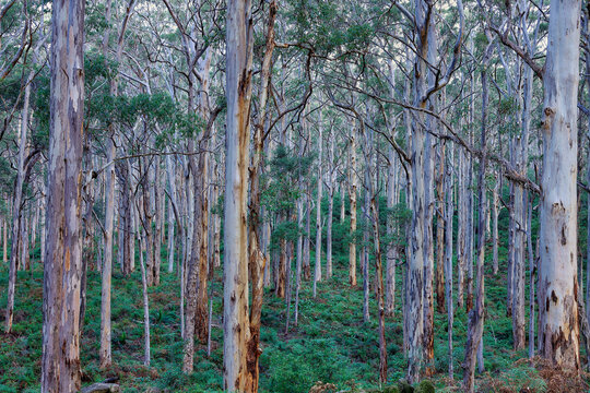Australian Native Rainforest Background