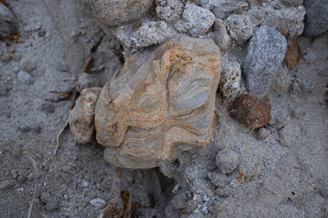 desert clam shaped rock