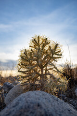 desert cholla cactus 