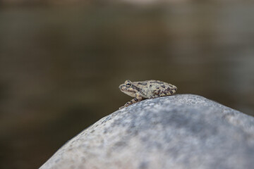 toad on rock