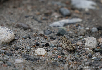 toad on beach sand