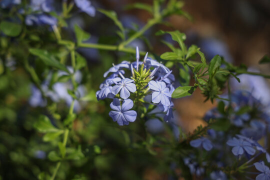 plumbago flower in dappled sunlight