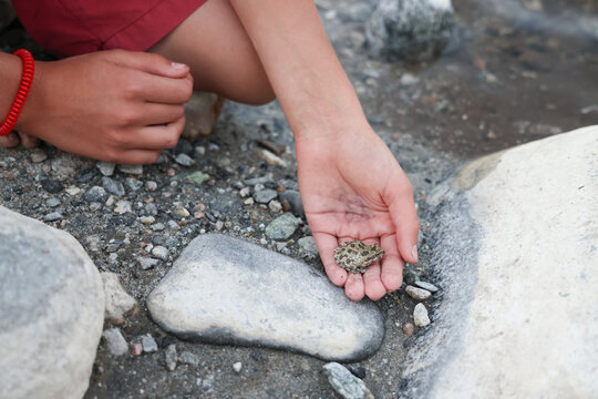 baby toad in hand
