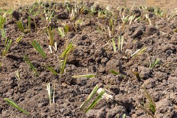 Vetiver grass planted in the ground