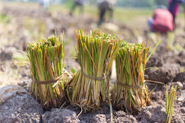 vetiver grass that was prepared for planting was placed on the ground.