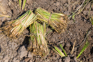 sapling Vetiver grass gathered together for planting
