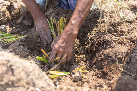 hands planting vetiver grass in the ground